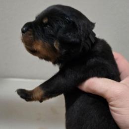 Boy 4 - Black and mahogany male Rottweiler puppy in San Antonio, Texas from HAUS OF RZA