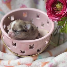 Pebbles - Merle female Chihuahua puppy in Brooksville, Florida from Daystars Chihuahuas