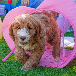 Goldendoodle Puppies from BFF Goldendoodles