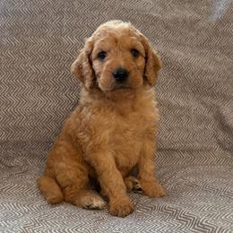 Gunner - Apricot male Goldendoodle puppy in Fayetteville, Arkansas from Mountain Grove Doodles