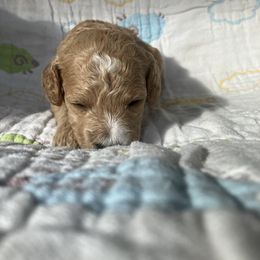 Goldendoodle Puppies from Cassie Farms