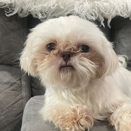 Kylee - Shih Tzu