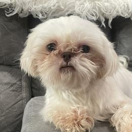 Kylee - Shih Tzu