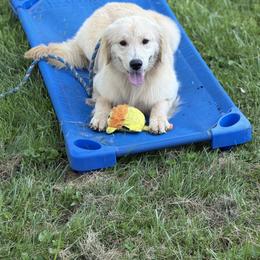 Iris - Light golden female Golden Retriever puppy in Winchester, Kentucky from Dream Dogs