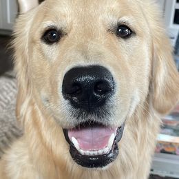 Breve - Golden Retriever puppy in La Porte, Texas from Sunbuilt Retrievers