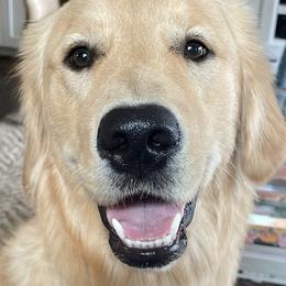 Breve - Golden Retriever puppy in La Porte, Texas from Sunbuilt Retrievers