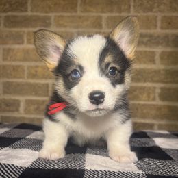 Red- Black Tri Male(Full white Collar) - Black and tan male Pembroke Welsh Corgi puppy in Mcarthur, Ohio from Bentley Corgis LLC