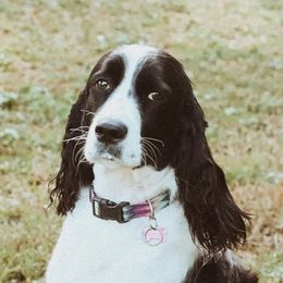 Addie - English Springer Spaniel