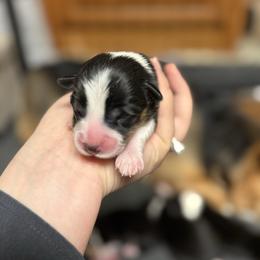 Lucky - Black and tan male Pembroke Welsh Corgi puppy in Algona, Iowa from LTT Corgis