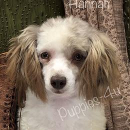 Hannah - Poodle