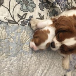 Claire - Cavalier King Charles Spaniel