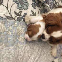 Claire - Cavalier King Charles Spaniel