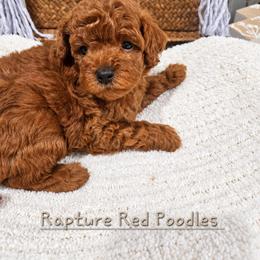 Autumn - Red  male Poodle puppy in Midway City, California from Rapture Red Poodles