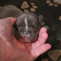 Boy 3 - Blue male French Bulldog puppy in Cabool, Missouri from Shannon French Bulldogs