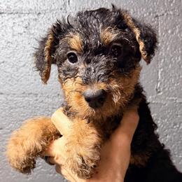 Yellow aka Lodi - Black and tan female Airedale Terrier puppy in Mooresville, North Carolina from Farm 55