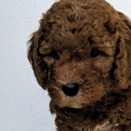 Goldendoodles from Amy's Goldendoodles