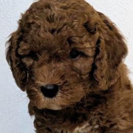 Goldendoodles from Amy's Goldendoodles