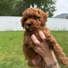 August - Red male Cavapoo puppy in Spanish Fork, Utah from Poseydoodle