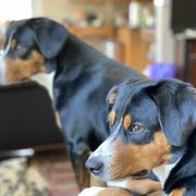 Entlebucher Mountain Dog All Grown Up from Swiss Stock Entlebuchers