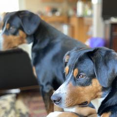 Entlebucher Mountain Dog All Grown Up from Swiss Stock Entlebuchers