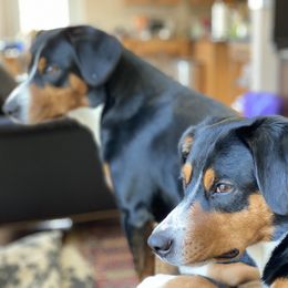 Entlebucher Mountain Dog All Grown Up from Swiss Stock Entlebuchers