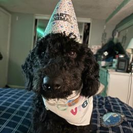 Bordoodle and Poodle All Grown Up from Poo's Doo's & Inu's