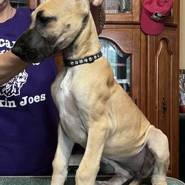 Great Dane Puppies from Hladik Great Danes