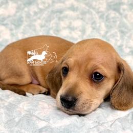 Frank AKC - Cream male Dachshund puppy in South Easton, Massachusetts from Depot Dachsies