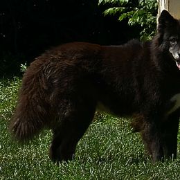 Sela - Siberian Husky