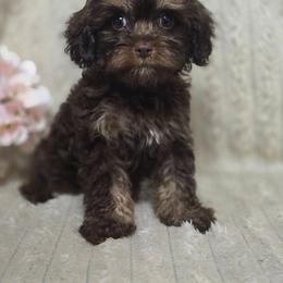 Mocha - Chocolate female Cavapoo puppy in Decatur, Illinois from Petite Pups