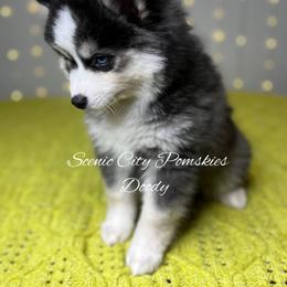 Doody - Black and white male Pomsky puppy in Rossville, Georgia from Scenic City Pomskies