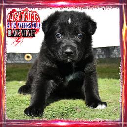 LIGHTNING - Black female German Shepherd puppy in Murrieta, California from Diamond Oaks German Shepherds