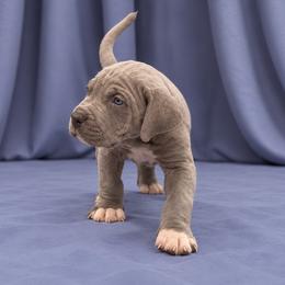 Freddy - Blue male Great Dane puppy in Montgomery, Texas from KD Sweet Southern Danes