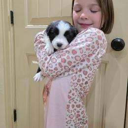 Willow - Black and white female Border Collie puppy in Ripley, Oklahoma from Adventure5 Border Collies