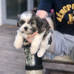 Tootsie - Brindle and white female Shihpoo puppy in Eldon, Missouri from B&B Designer Shihpoo’s