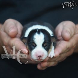 (Tri M 1) - Black and tan male American Corgi puppy in Straughn, Alabama from Magnolia Creek Corgis
