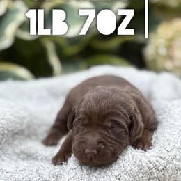 Jacey - Chocolate female Labrador Retriever puppy in Puyallup, Washington from 12 Door Farm Labradors