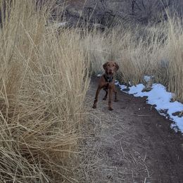Vizsla Puppies from Virag Vizsla