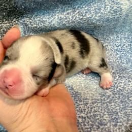 Merle Female 7 - Blue merle and white female Cardigan Welsh Corgi puppy in Thornton, New Hampshire from Dinger’s Dogs