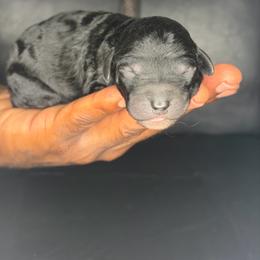Girl 2 - Black female Poodle puppy in Fort Lauderdale, Florida from SoFlo Standard Poodles