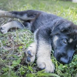 German Shepherd Puppies from Agrestal German Shepherds