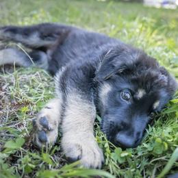 German Shepherd Puppies from Agrestal German Shepherds
