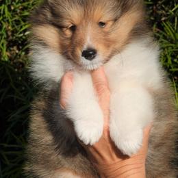 Shetland Sheepdog Puppies from Aratone