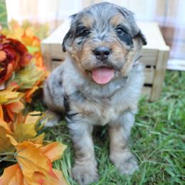 Oreo (Green Bow) - male Bernese Mountain Dog puppy in Middlesex, North Carolina from Willow Springs Doodles & Berners