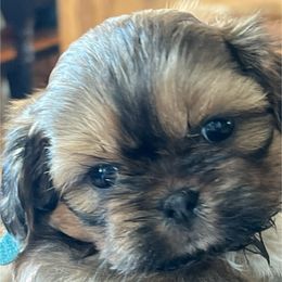 Legolas - Chocolate and tan male Shih Tzu puppy in Bloomfield, Indiana from Meihem Pups