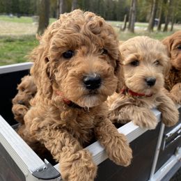 Aussiedoodle, Double Doodle, Goldendoodle, and Labradoodle Puppies from Doodle Paw Ranch