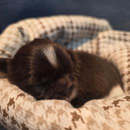 Sadie - Brindle and white female Shih Tzu puppy in Willowsprings, Missouri from Taylors Tiny Tails Co.