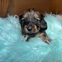 Harlan - Cream male Dachshund puppy in Hornbeck, Louisiana from A&Z Mini Dachshunds