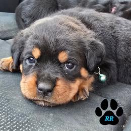 Moka - Black and mahogany female Rottweiler puppy in Tangent, Oregon from Raya's Royals