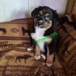 Boots - Black tri female Miniature American Shepherd puppy in Marshfield, Missouri from Tntowne Miniature American Shepherds